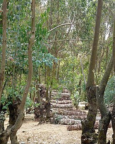 Sentier dans les hauts plateaux